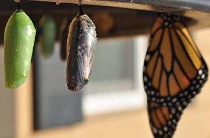 Cocoon of a butterfly